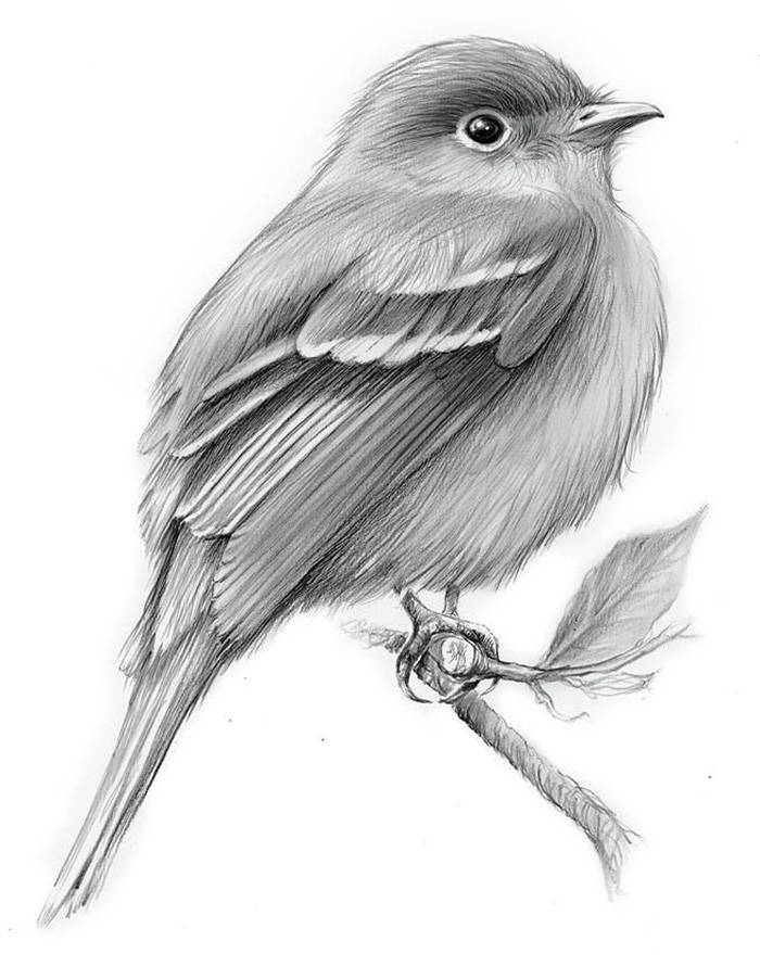 Рисунки для срисовки карандашом птицы