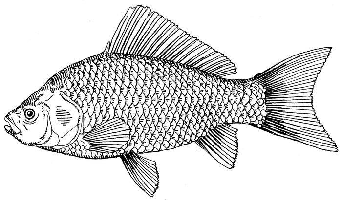 Рисунки рыб для детей