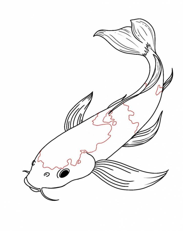 Рисунки рыб кои