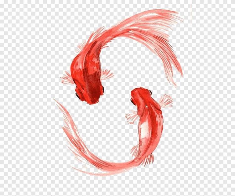 Картина двух красных рыб, Koi Carassius auratus Акварельная живопись Рыба, золотая рыбка, животные, китайский стиль png