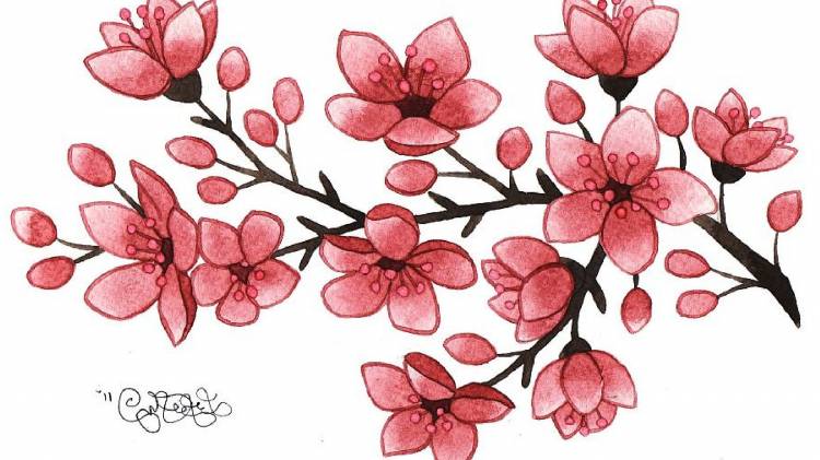 Ветка цветущей сакуры рисунок
