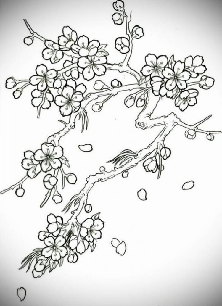 Раскраска Сакура дерево