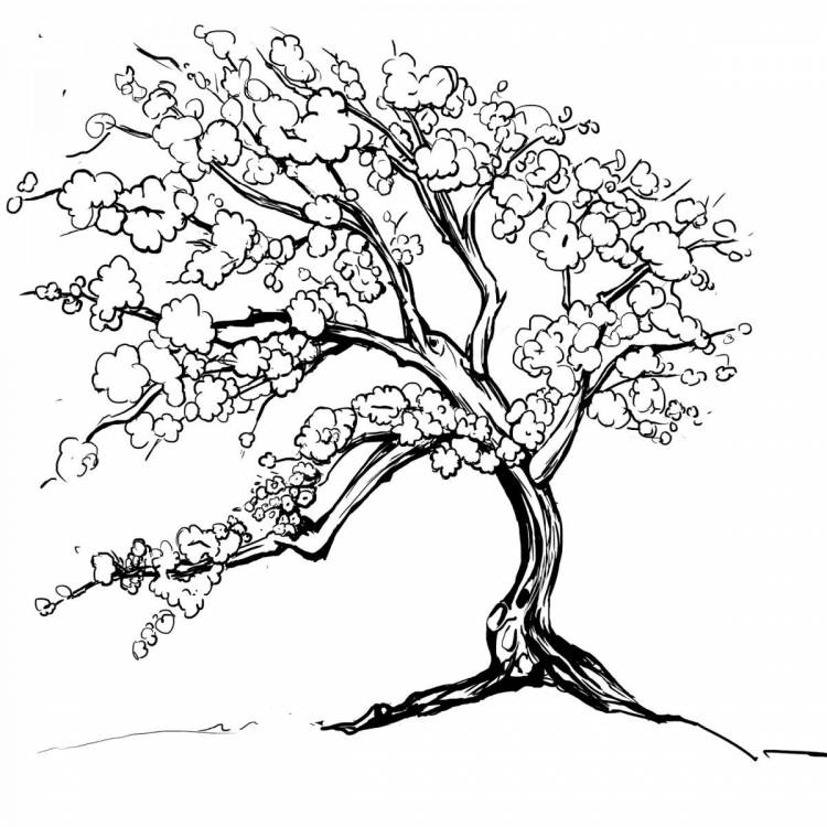 Раскраска сакура дерево