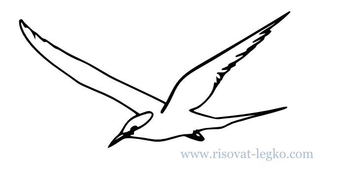 Как нарисовать поэтапно карандашом птицу новичку