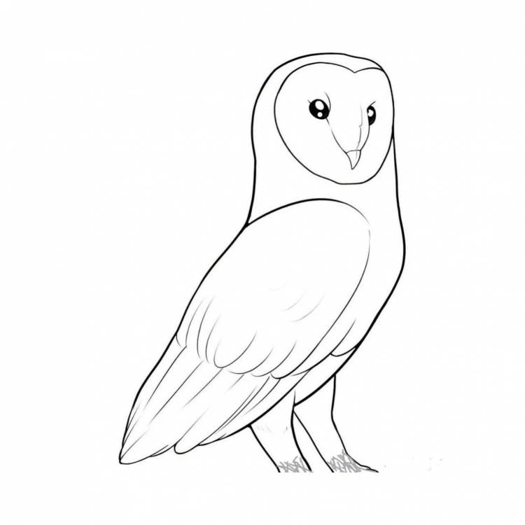 Птицы легкие рисунки для срисовки