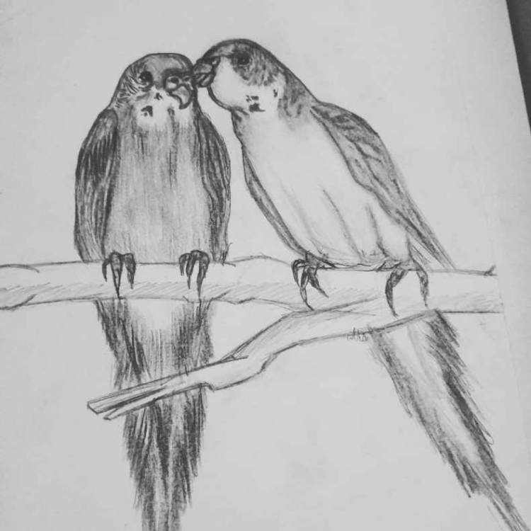 Как нарисовать птицу карандашом и красками