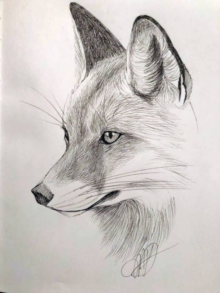Рисунки карандашом животные легкие лисы 