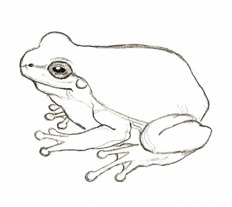 Рисунок лягушки карандашом для срисовки легкие
