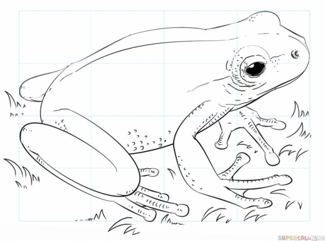 Рисунки лягушки для срисовки 