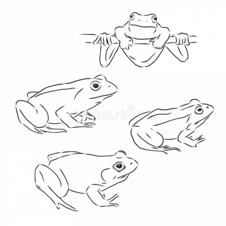 Рисунки лягушки для срисовки 