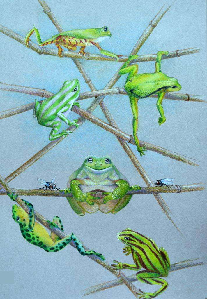 рисунки лягушек