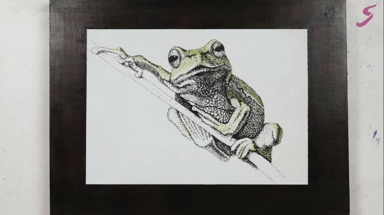 Как нарисовать лягушку для начинающих