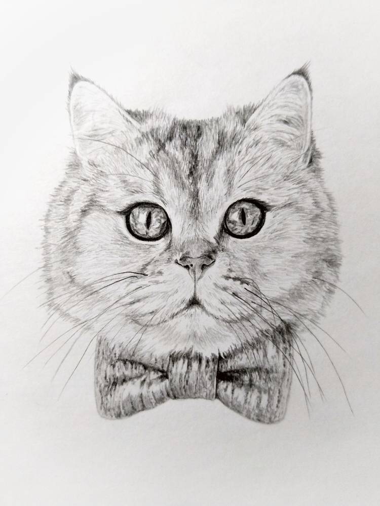 Зарисовки котиков