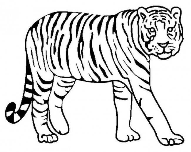 красивых картинок тигра для срисовки » Dosuga