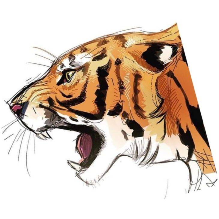Рисунки тигров для срисовки 