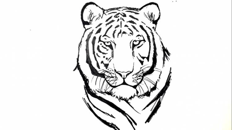 Рисунок тигра легко