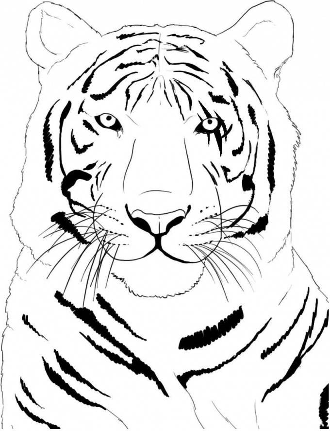 Рисунки карандашом морда тигра 
