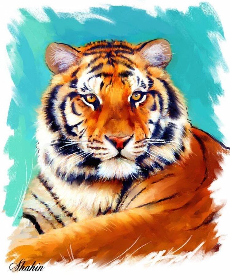 Тигр картинки рисунки