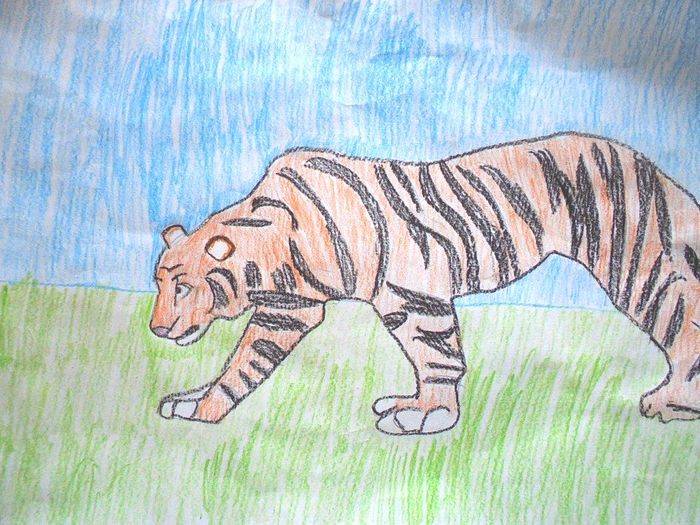 Детские рисунки тигров цветными карандашами и красками