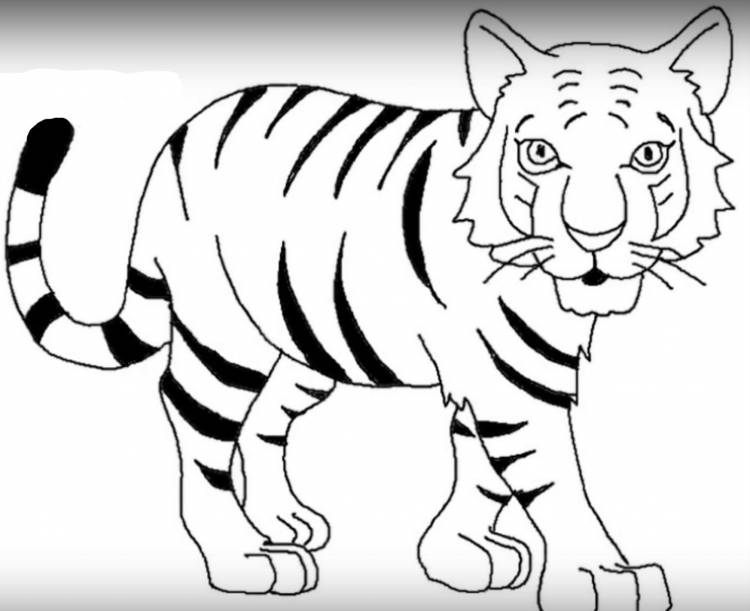 Картинки тигра для срисовки 