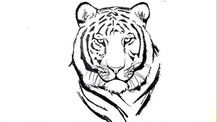 Красивые рисунки тигра для срисовки 