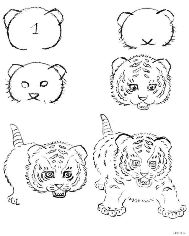 Рисунки тигра карандашом для срисовки 