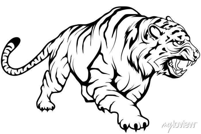 Векторный рисунок тигра, эскиз рисования тигра в полный рост, картины на стену