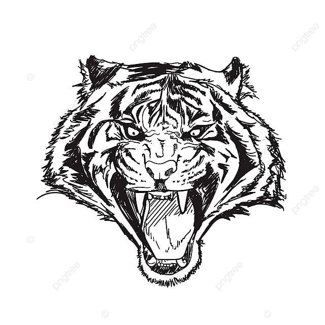 тигр линии вектор иллюстрация PNG , агрессивным, злой, животное PNG картинки и пнг рисунок для бесплатной загрузки