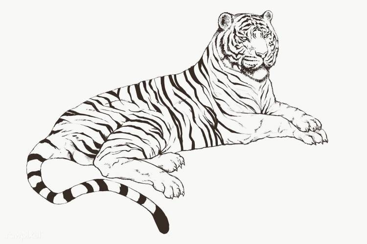 Рисунок в виде тигра