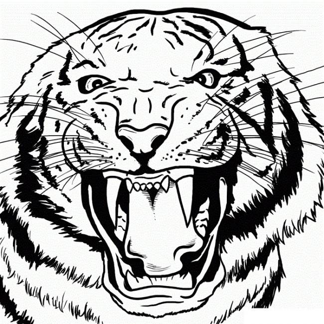 красивых картинок тигра для срисовки » Dosuga