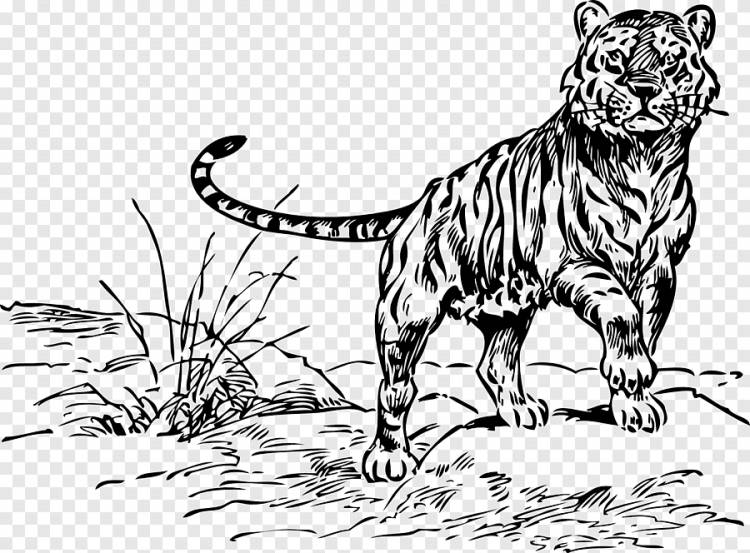 Линия рисования тигра арт лев, тигр, млекопитающее, кошка png