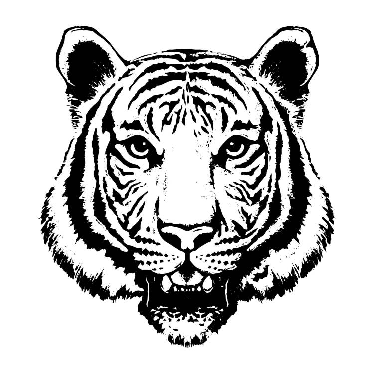 Тигр векторный картинки 