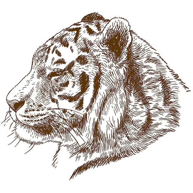 Гравюра рисования иллюстрации сибирского тигра или головы амурского тигра