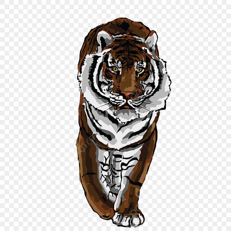 белый тигр PNG рисунок, картинки и пнг прозрачный для бесплатной загрузки