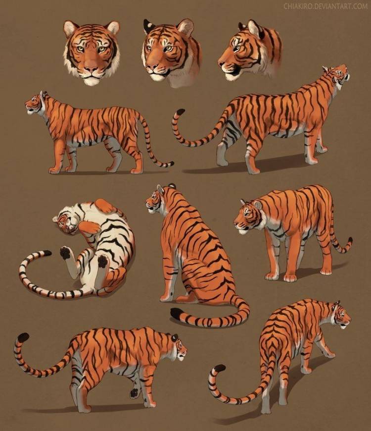 Тигр в разных позах