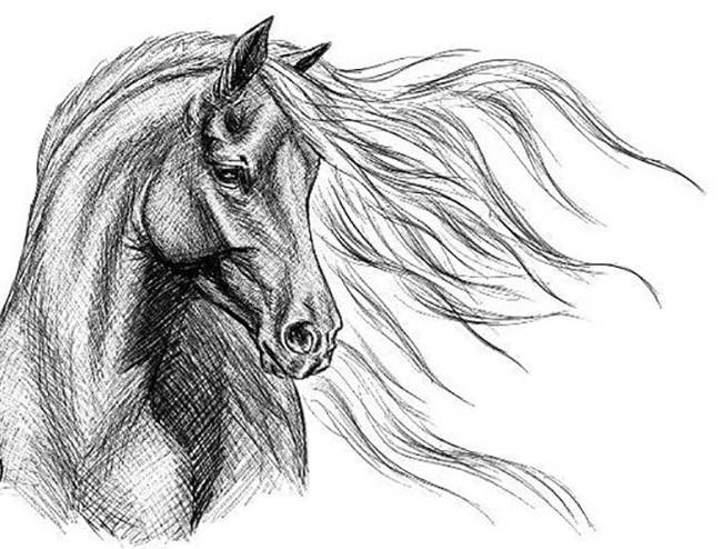 Красивые рисунки лошадей для срисовки 