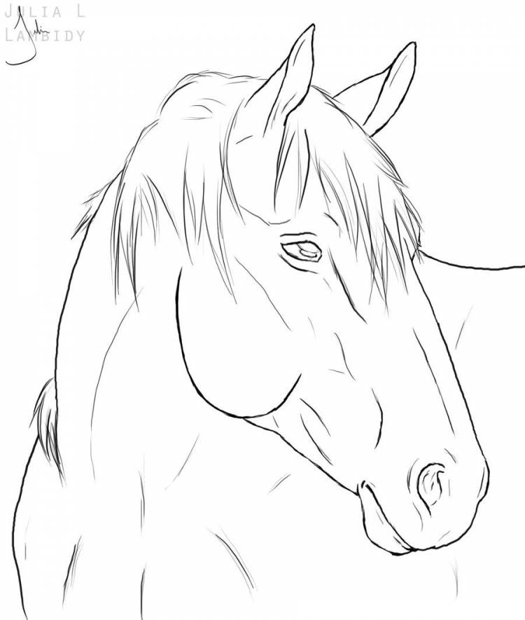 Голова коня для срисовки