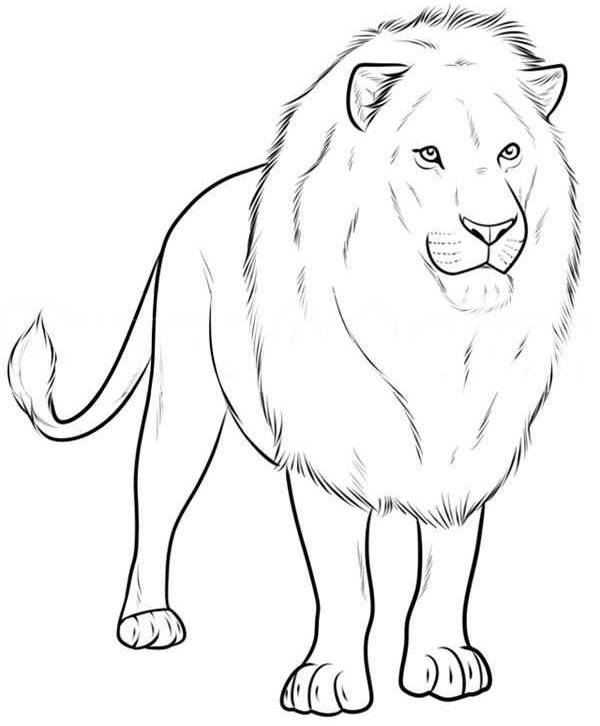 Рисунки льва для срисовки 