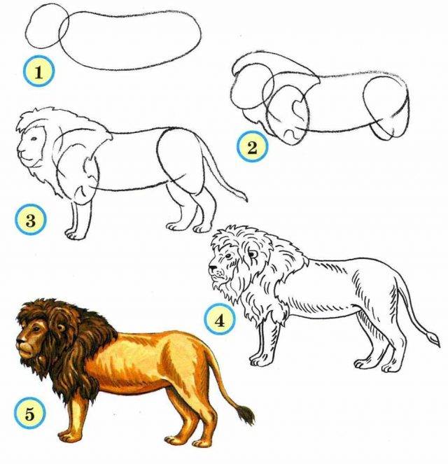 Рисунки льва карандашом для срисовки 