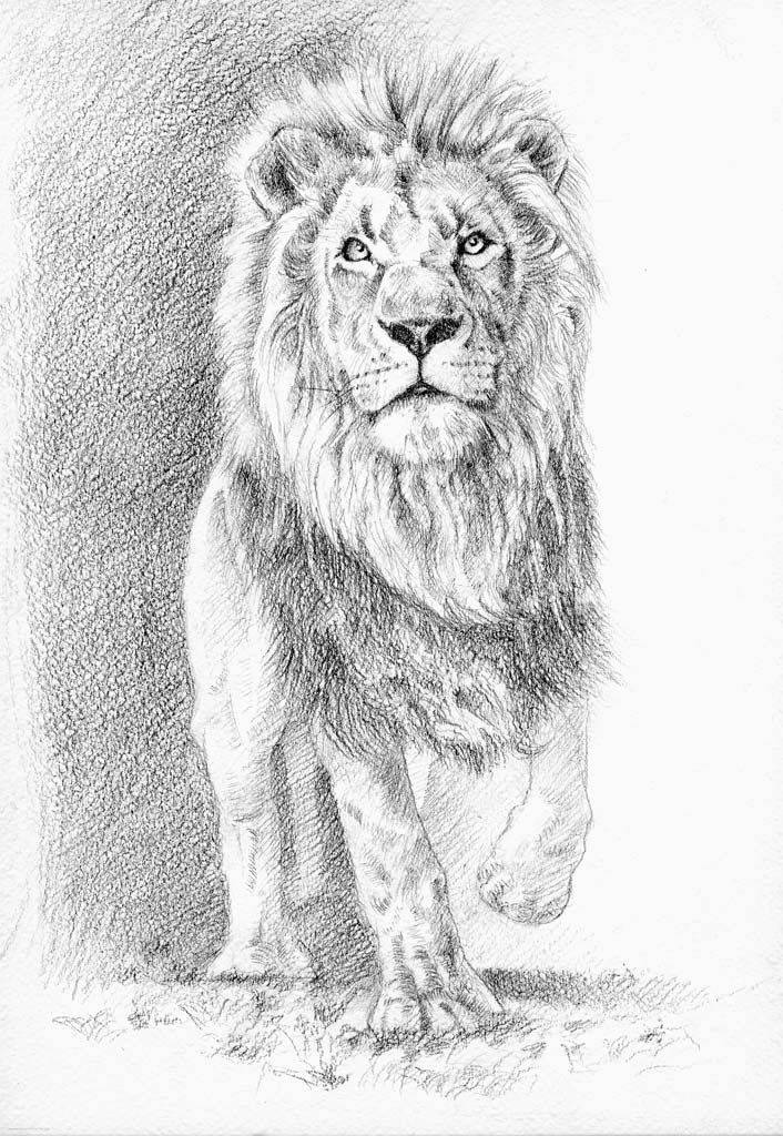 карандашный рисунок льва рисунок льва карандашом Сделай сам yandeximages