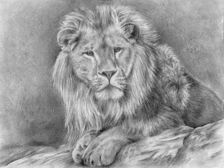 Как нарисовать рисунок льва карандашом? Рисунки карандашом поэтапно
