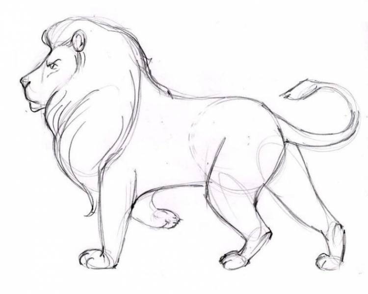 Как нарисовать льва поэтапно