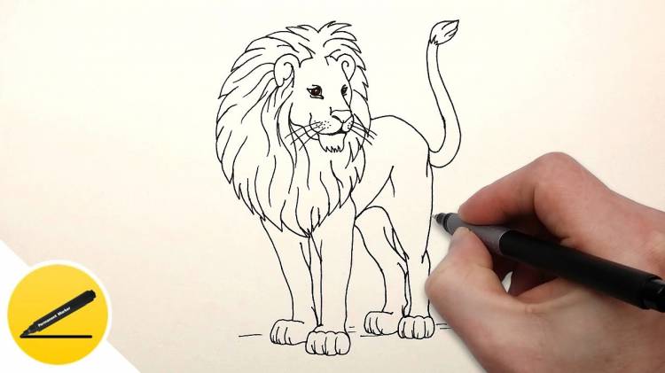 How to Draw a Lion step by step