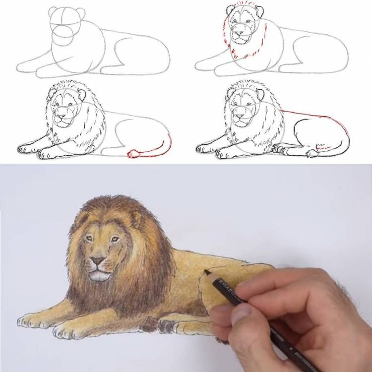 Рисунок льва поэтапно