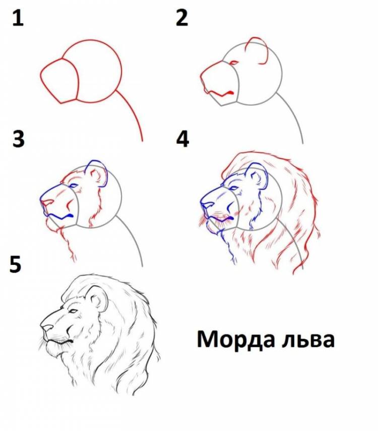 Как нарисовать льва карандашом и красками