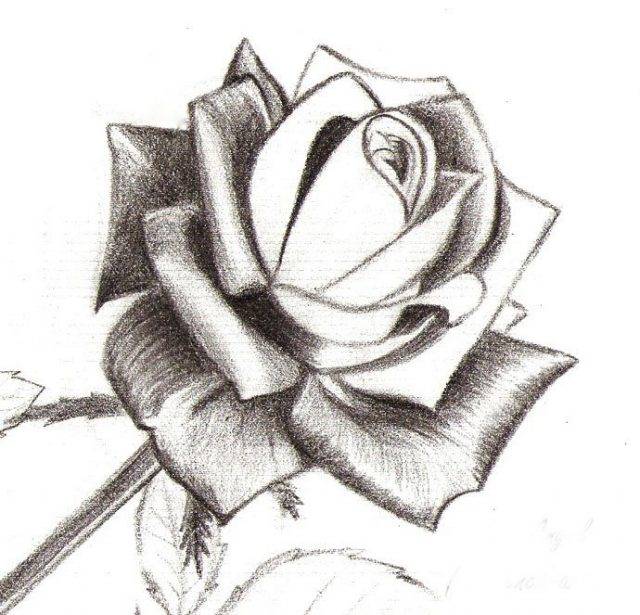 Рисуноки розы для срисовки 