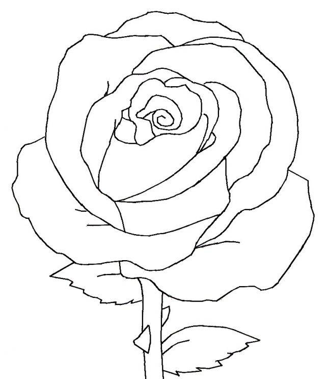 Картинки розы карандашом для срисовки 