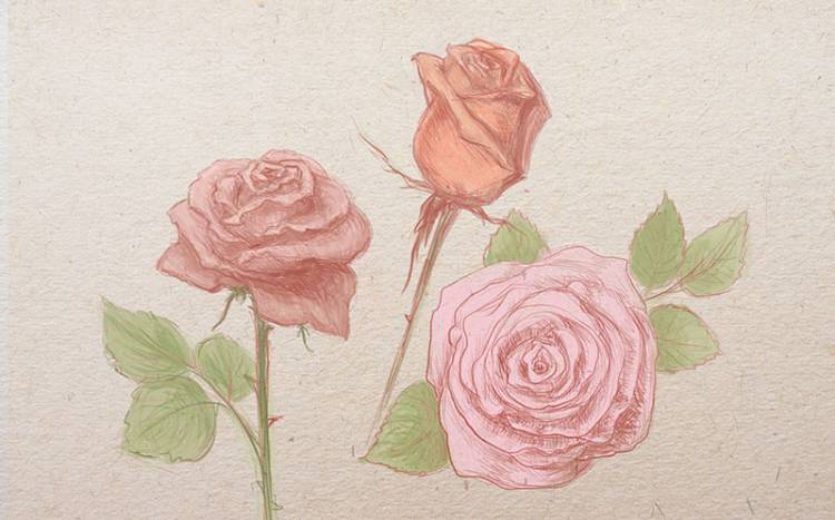 Как нарисовать розу поэтапно карандашом для начинающих