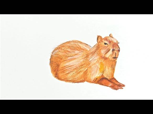 The Capybara is the Largest Rodent Species in the World! Draw with markers! Simply and easily!
