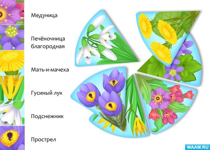Весенние цветы в картинках для детей